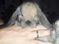 Coelho anão mini lop