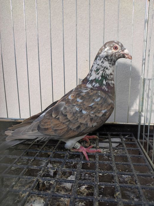 Golob gołębie pocztowy pocztowe opal