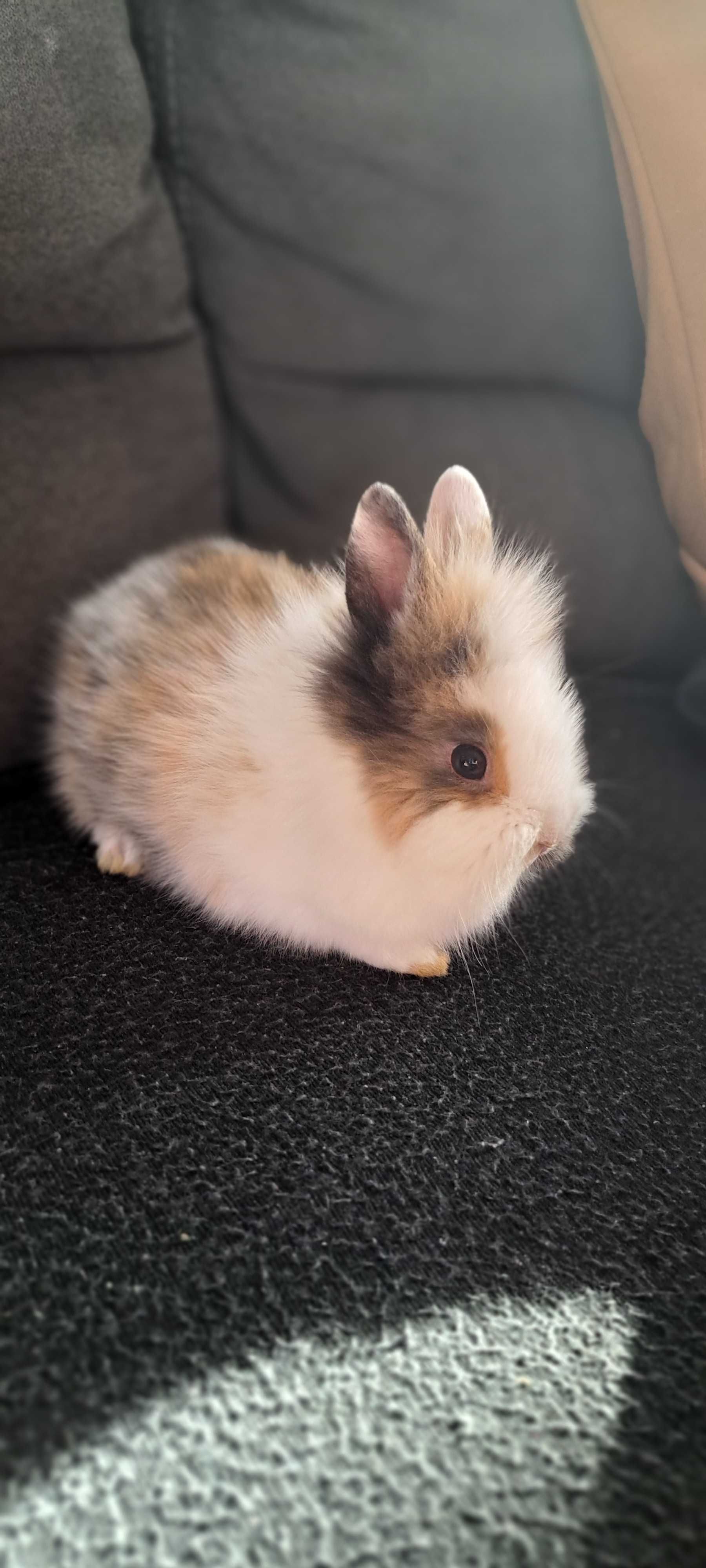 Królik miniaturka