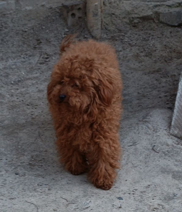 Той пудель, в'язка.