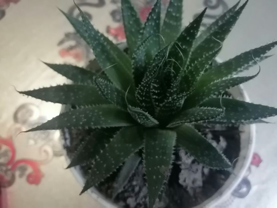 Продам кімнатні рослини