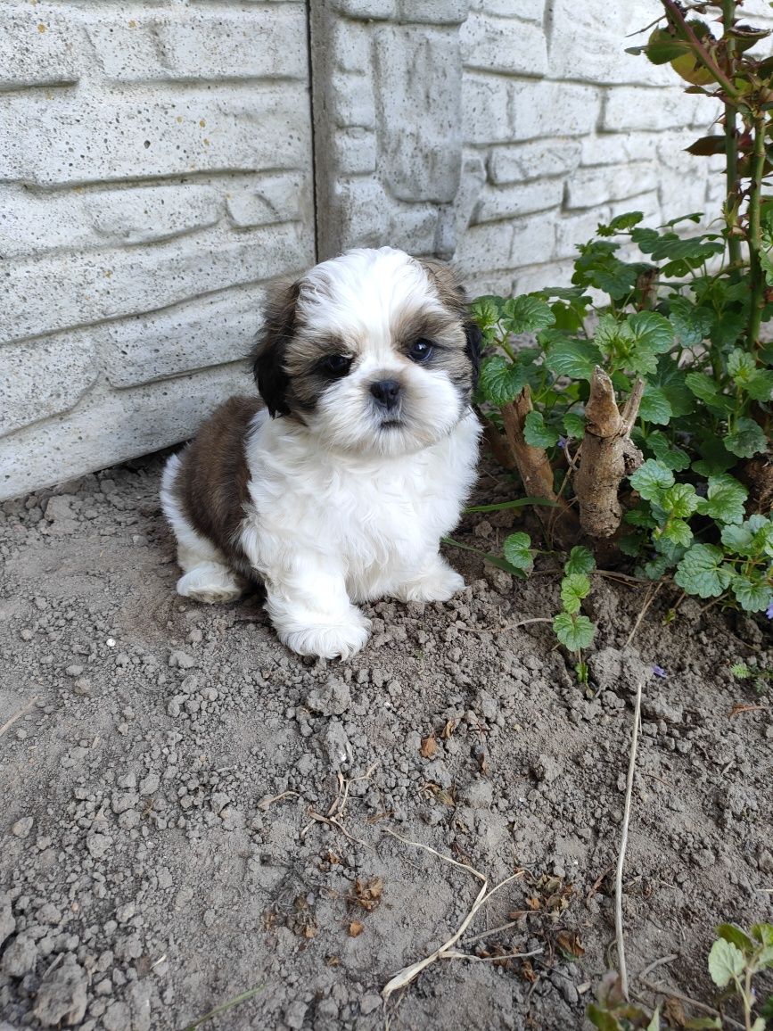 Shih-Tzu Szczenięta.  Ślicznie Odchowany Piesek.