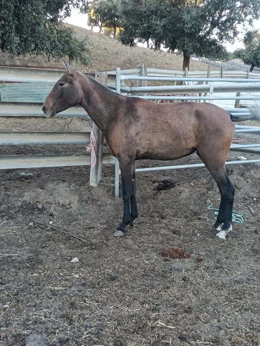 Vendo poldra lusitana