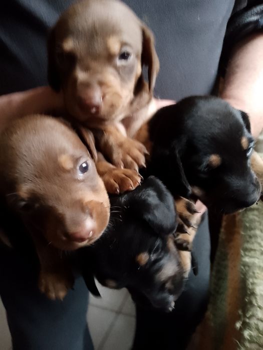 Щенки мини таксы