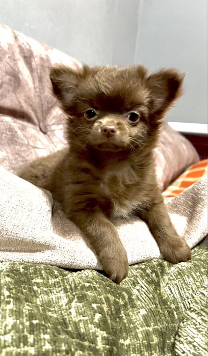 Мала  красуня чихуахуа