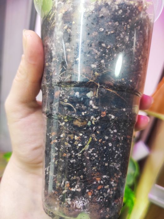 Филодендрон Rio, Сциндапсус Silver Ann