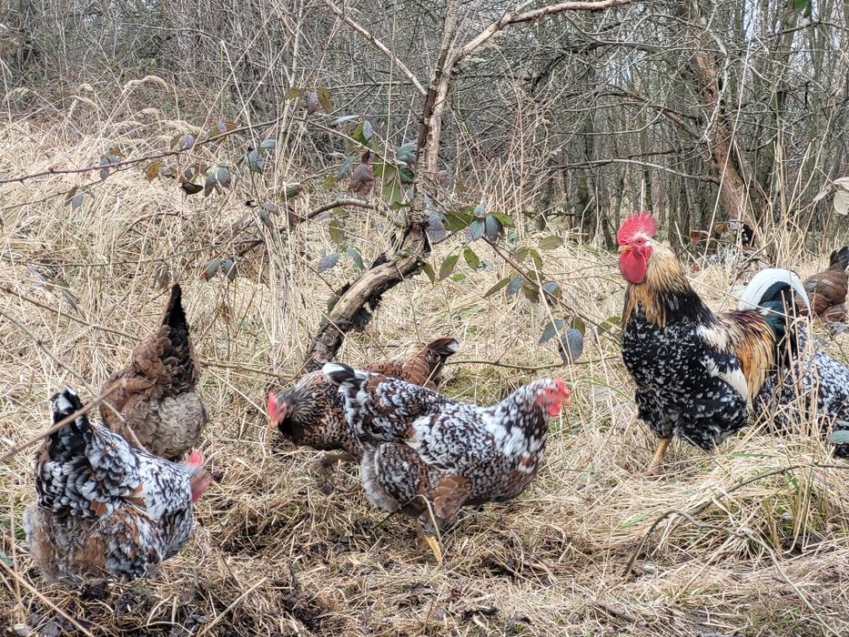 Zagrodówki, Kury Zagrodowe - Jaja lęgowe
