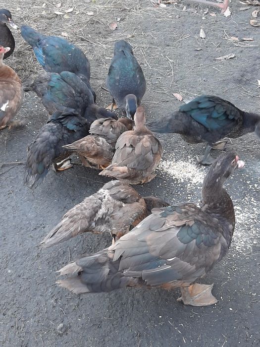 Качки і качури продаж