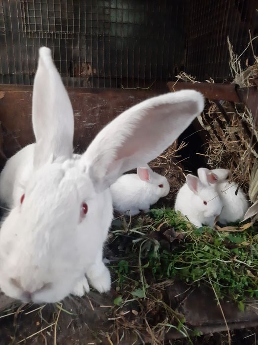 Кроленята та дорослі кролі