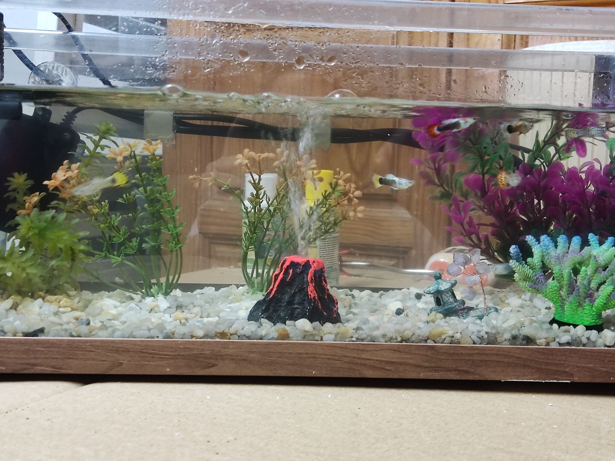 Vendo guppys variedade
