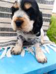 Piękna suczka Cocker spaniel angielski