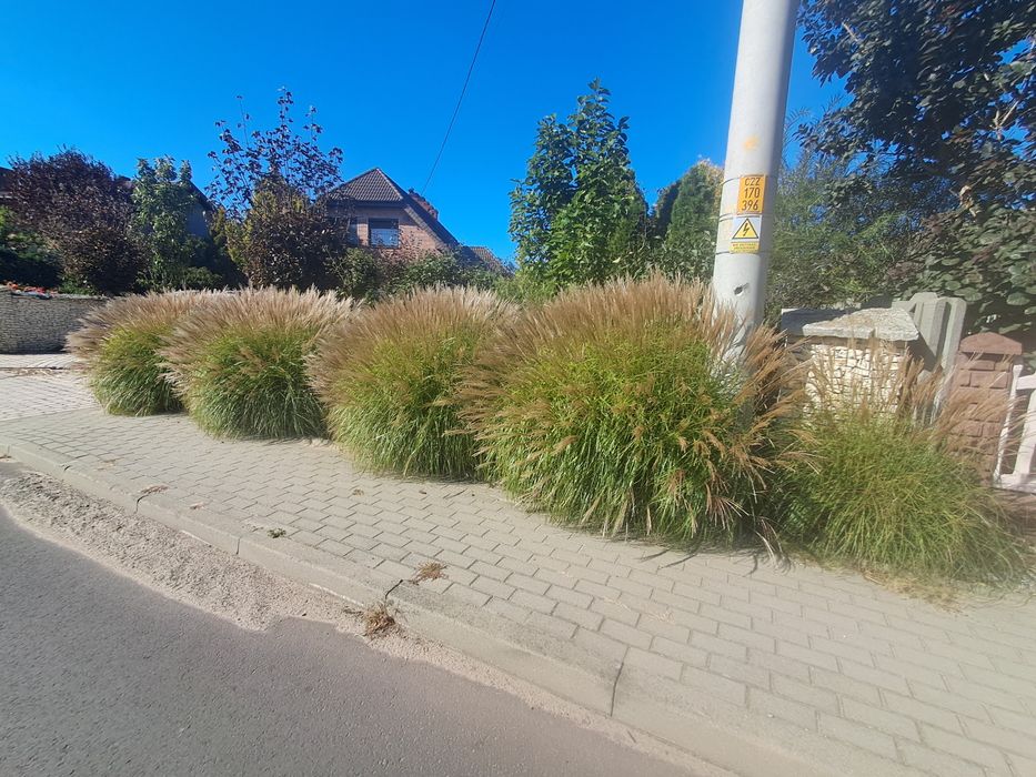 Trawa ozdobna miskant chiński