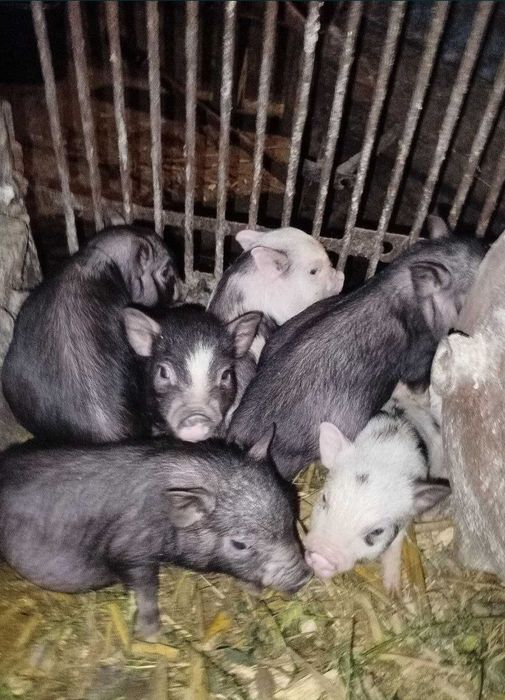 В'єтнамські поросятка поросята