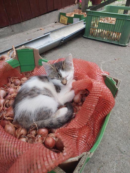 Kotki, kotek, kot oddam za darmo.