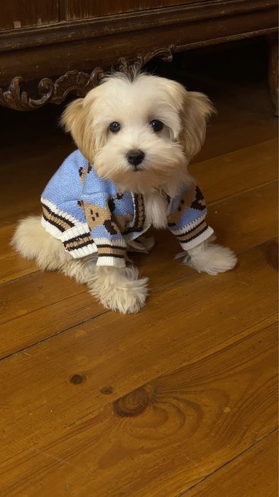 Мальтипу ф1 Boy