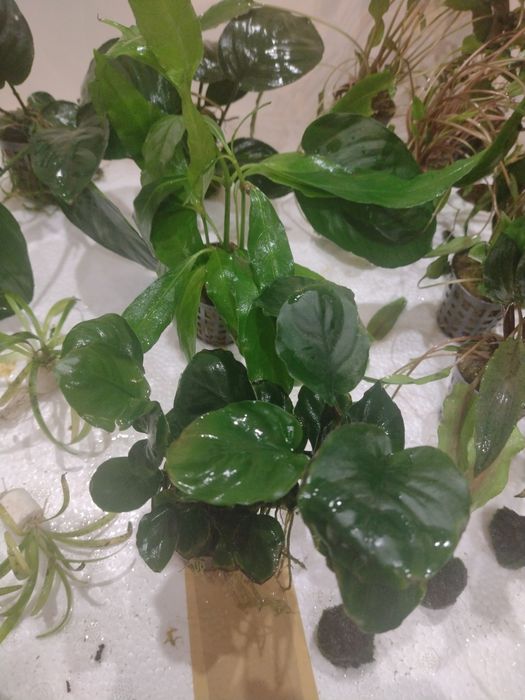Roślinki do akwarium gałęzatka zwartka bucephalandra