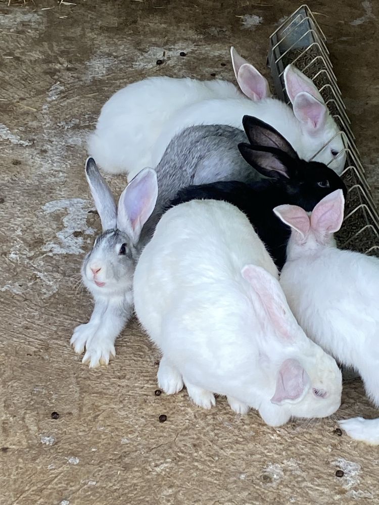 Coelhos saudaveis