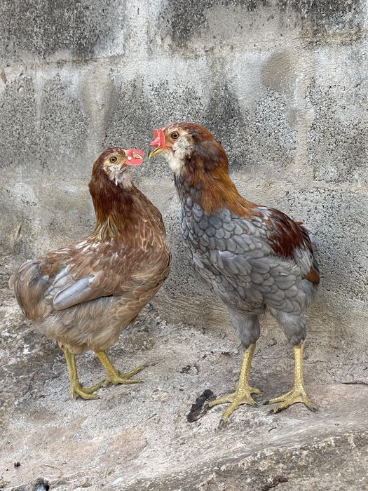 Casais de araucanas e machos separados