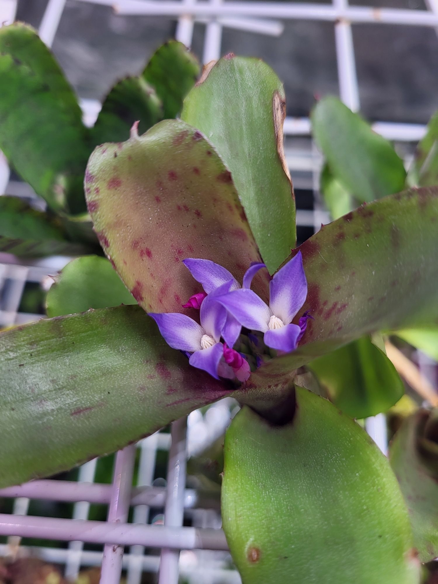 Rośliny egzotyczne do terrarium, paludarium, vivarium. Neoregelia
