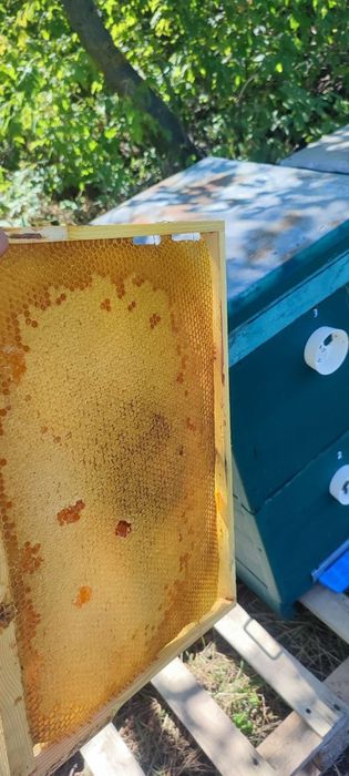 Соняшниковий МЕД 2025