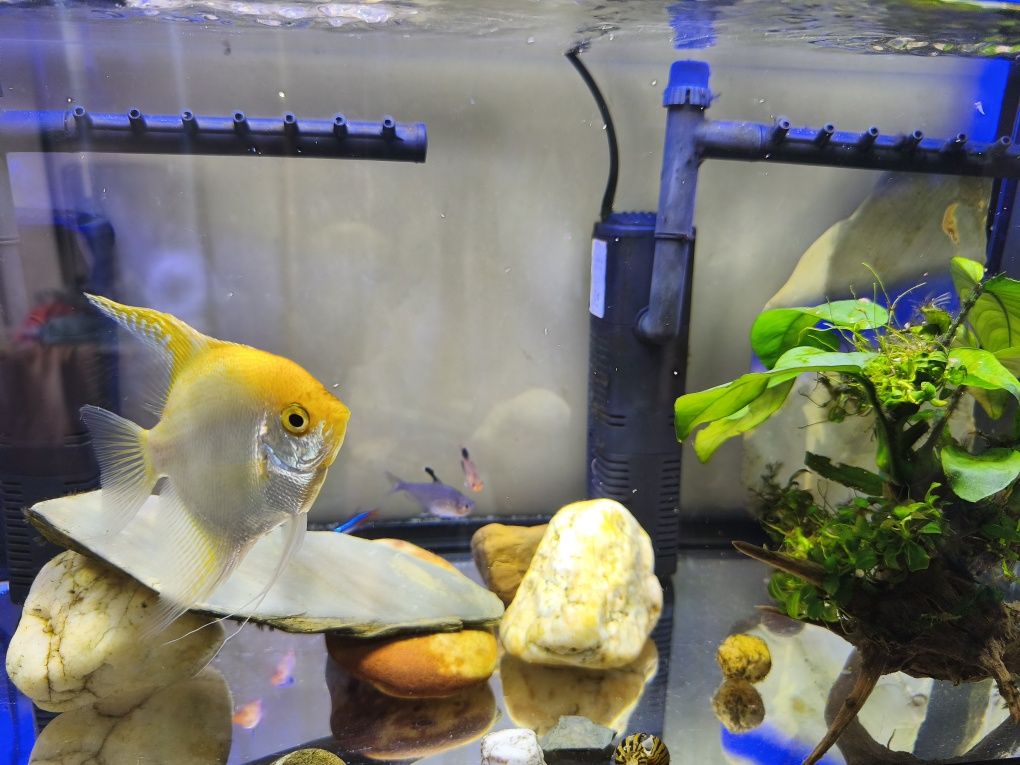 Peixinhos de aquário