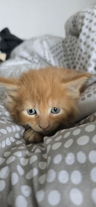 Maine coon kocurek rudy