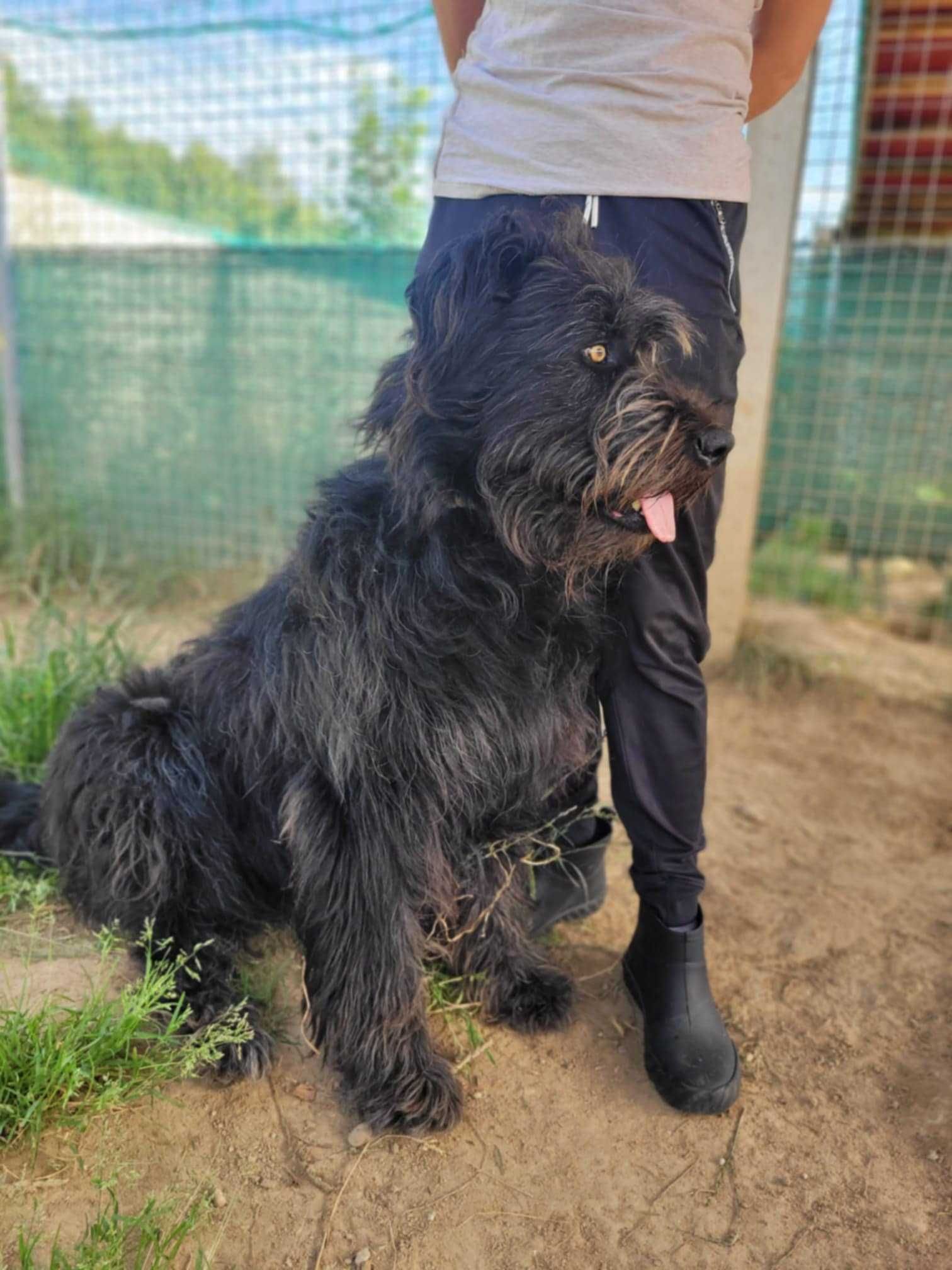 Przyjazny BRYTAN w typie owczarka briard szuka domu !!