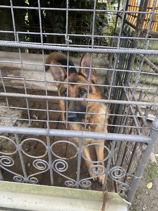 Продається Німецька вівчарка Кобель 3 Роки