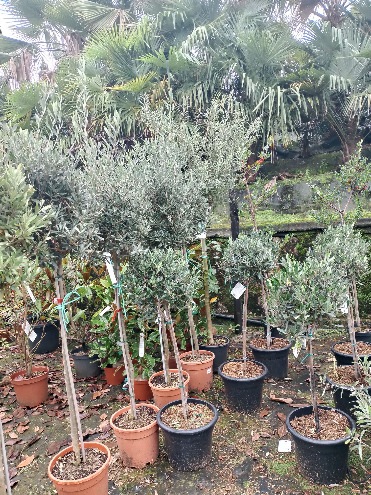 Várias plantas/ relva