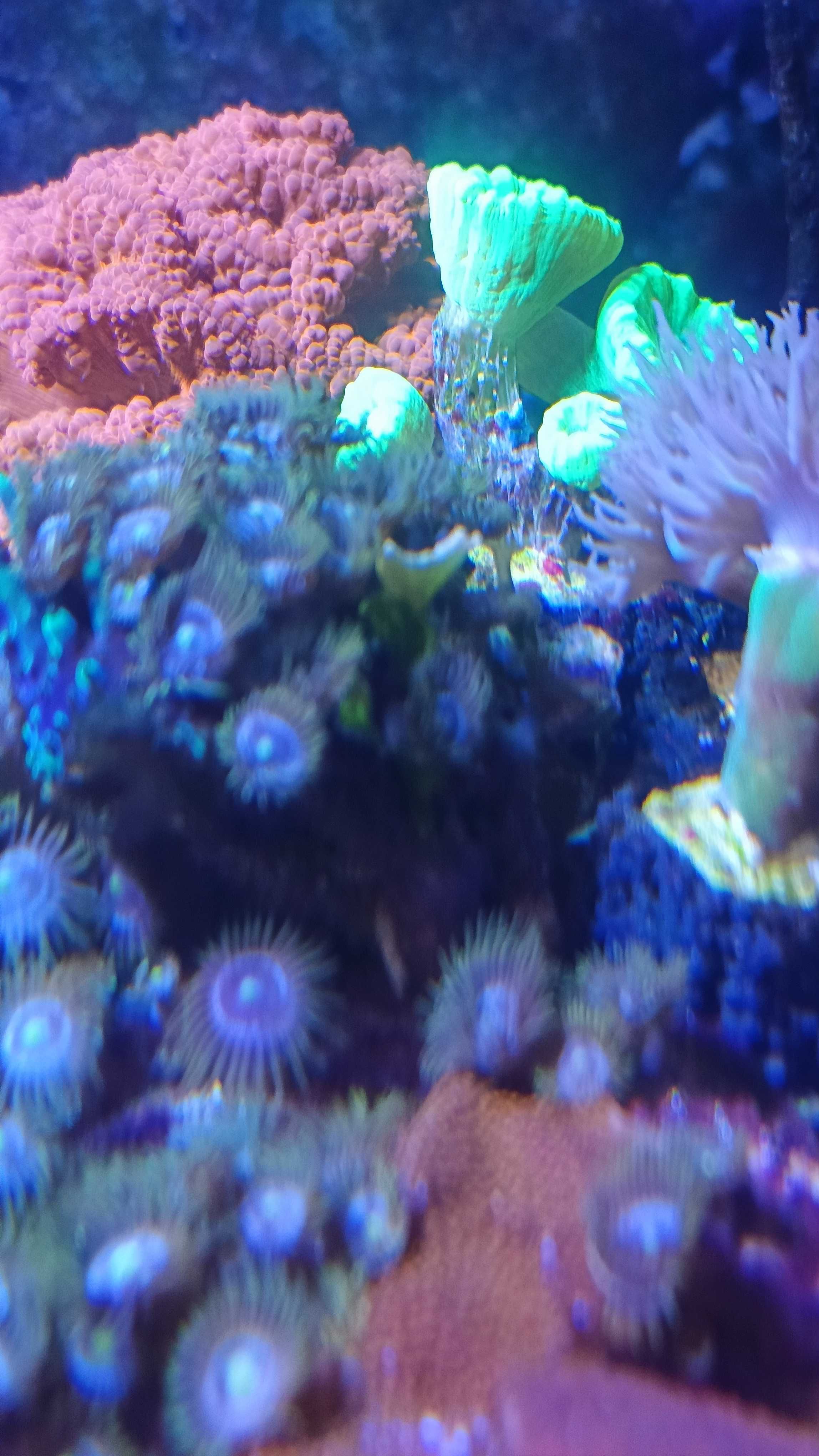 Koral Caulastrea furcata fluo LPS