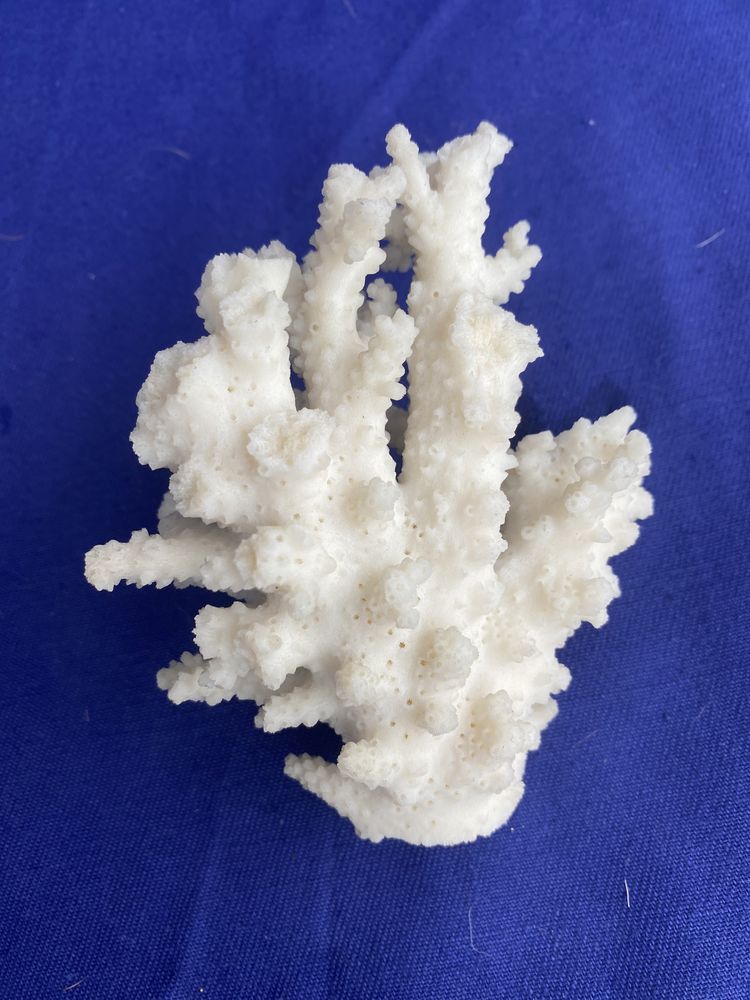 Ramo de Coral Branco - Acropora Florida