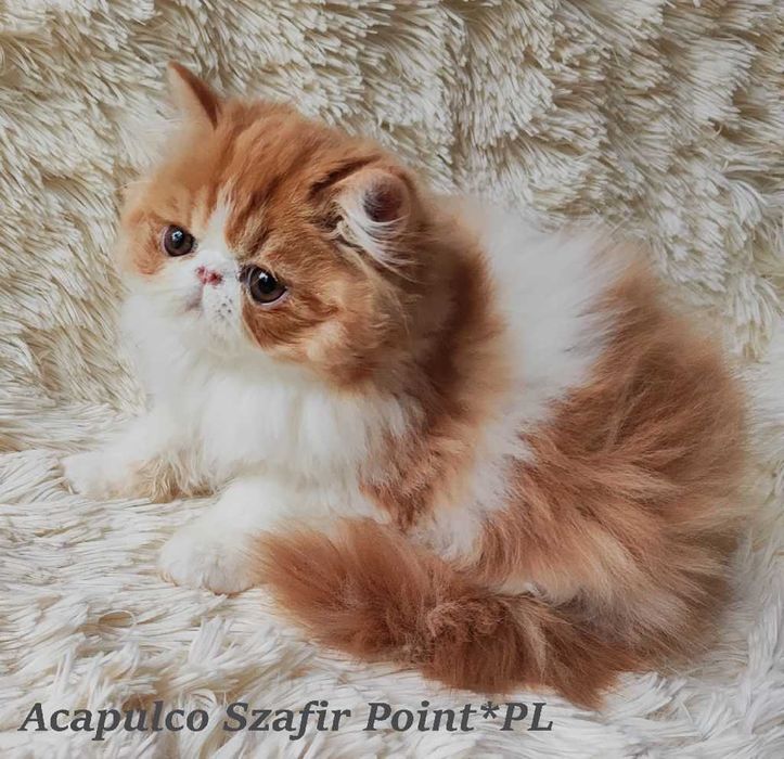 Kocurek perski z rodowodem FPL