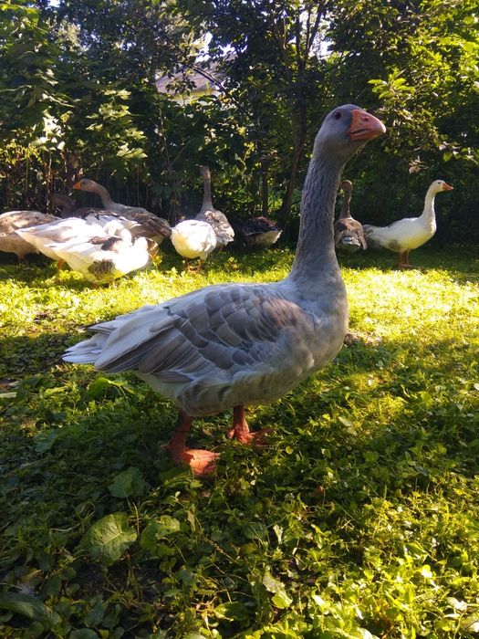 Гуси бійцеві прямоносі