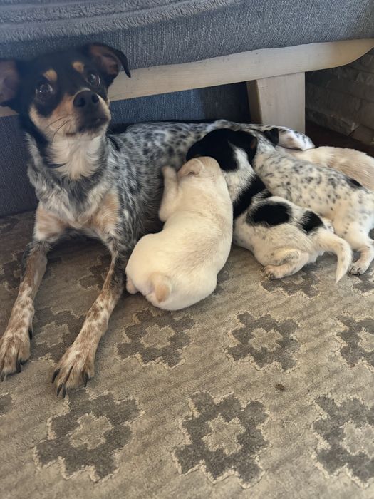 Oddam pieska za darmo