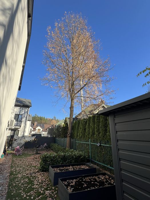 Oddam drewno w zamian za wycięcie drzewa