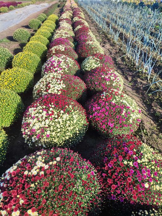 Chryzantemy mixy 3 kolory