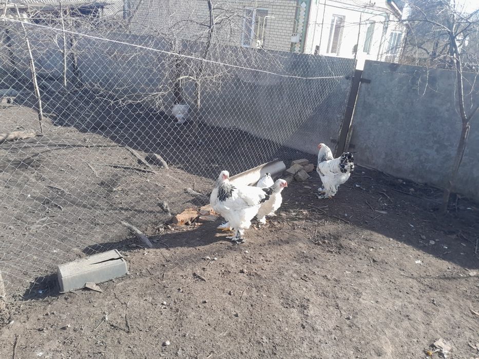 Кури брама світла.