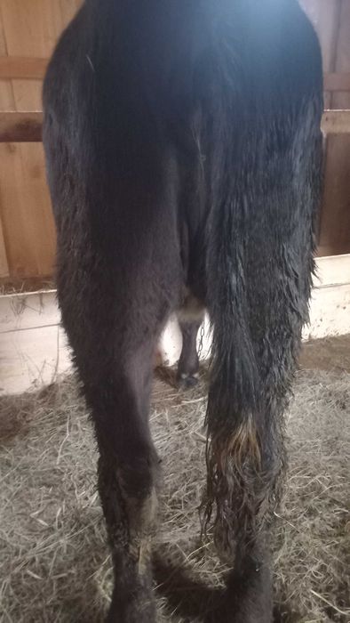 Продам теличку на тримання