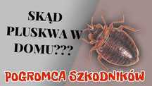 Usuwamy PLUSKWY. Skutecznie, szybko bezpiecznie. Dyskretnie i niedrogo