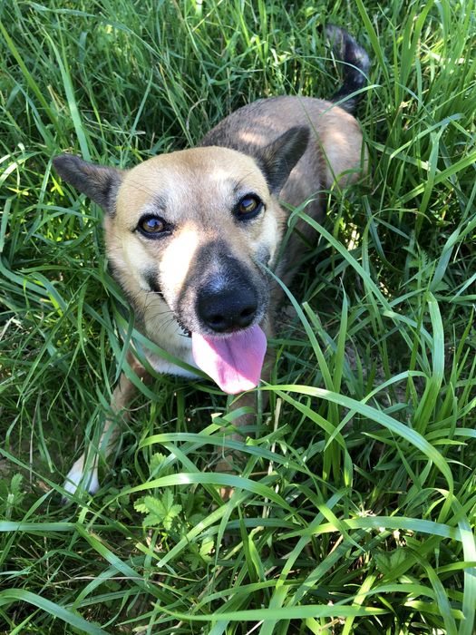 Edi czeka na odpowiedzialny dom