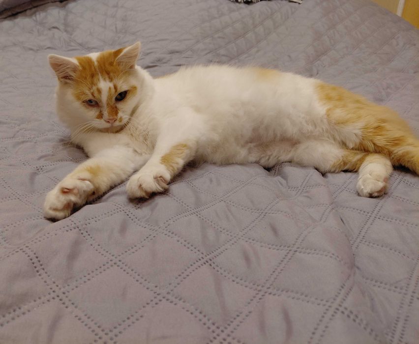 Котик в добрі руки