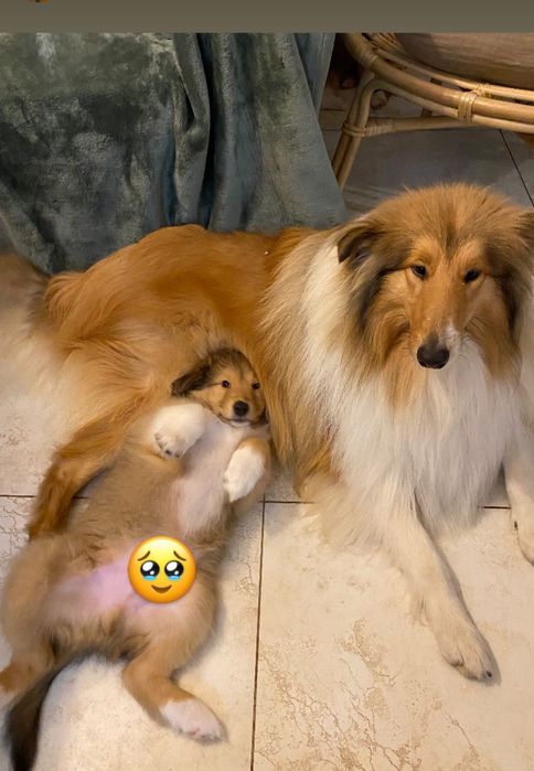 Owczarki szkockie długowłose Collie