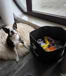 Boston terrier roczna sunia