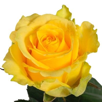 Саджанці троянд (біла, рожева,  жовта, червона)