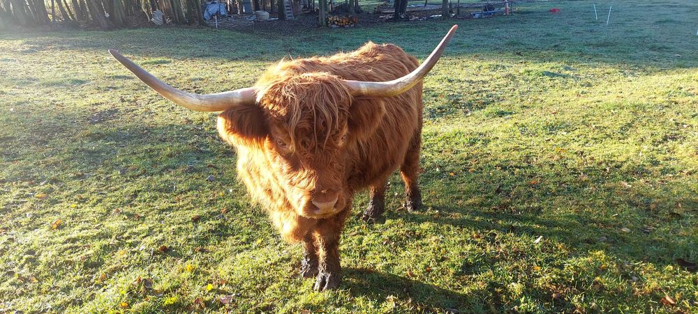 Bydło szkockie 2 krowy i byczek