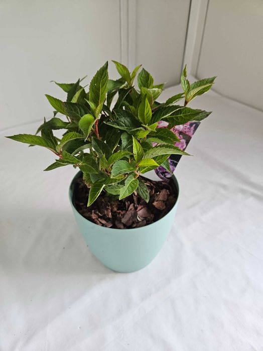 Hortensja bukietowa Blue Clouds 30cm C2 – krzew ozdobny + nawóz gratis