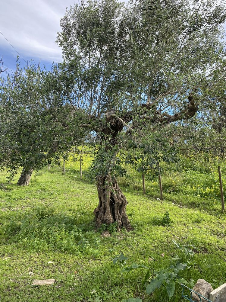 Oliveiras centenarias para transplantar