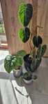 Zestaw philodendron