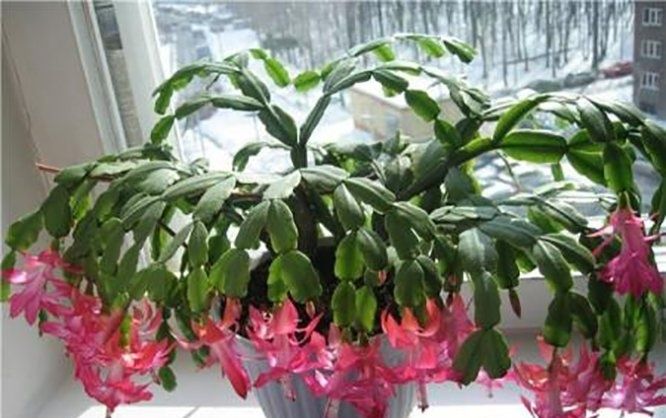 Шикарный рождественник большой