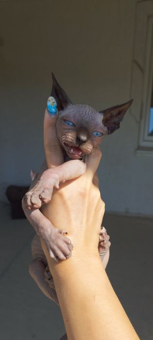 Продається канадський сфінкс